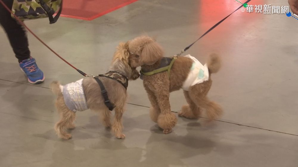 沒出國.沒養寵物 國內首本土"兔熱病"