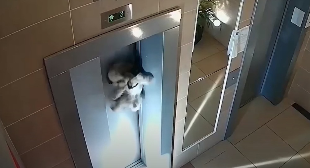 牽繩「卡電梯」狗狗驚悚吊掛門外 路過男英勇解救！