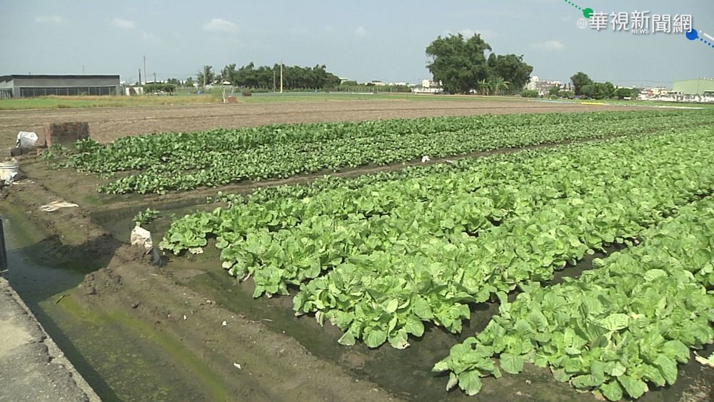 大雨沖淡養殖水 蛤蜊.牡蠣慘死價飆漲