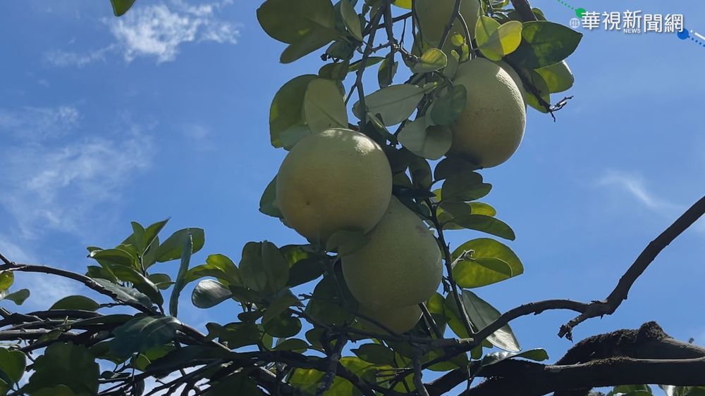 強颱璨樹來襲! 三星蔥.文旦農忙搶採收