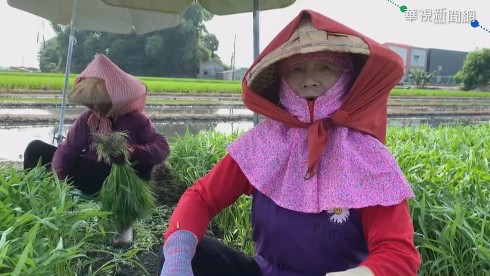 強颱璨樹逼近 蘇揆視察蔬果合作社