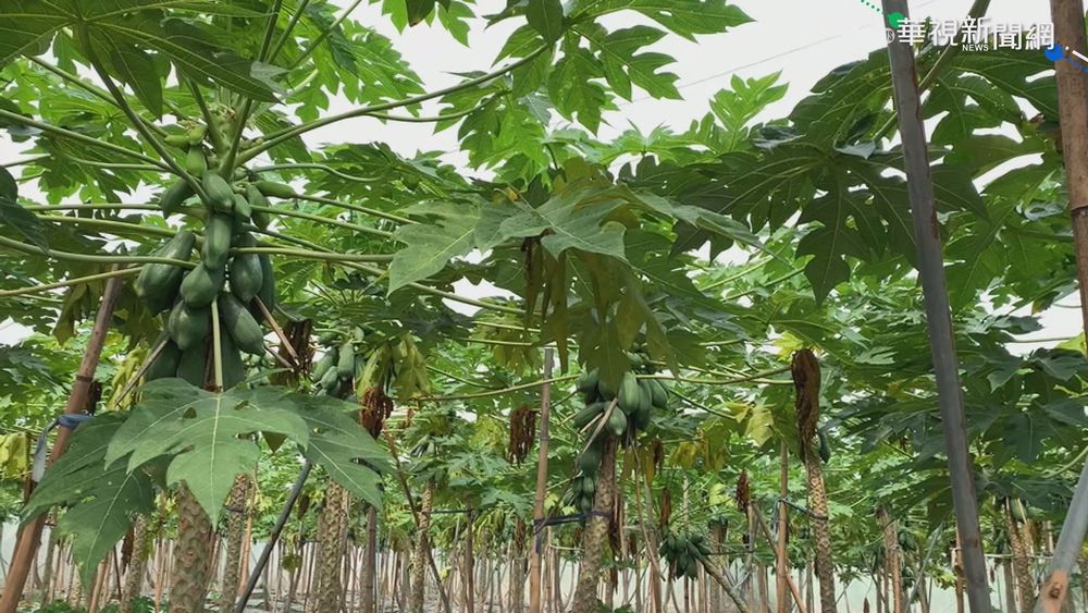 怕心血全"泡湯" 木瓜農架網室綁竹竿