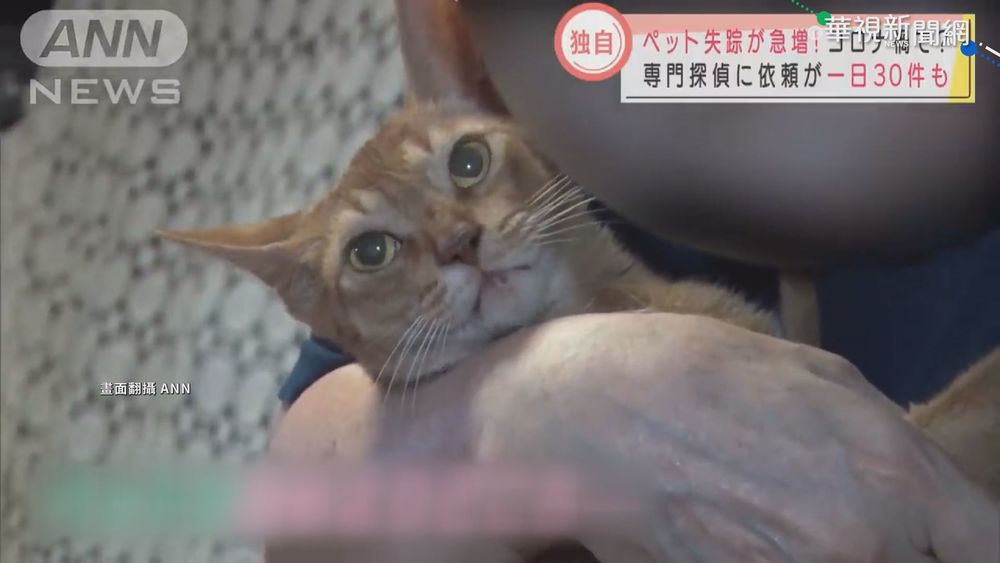疫情期間飼主宅在家 貓狗壓力大逃家