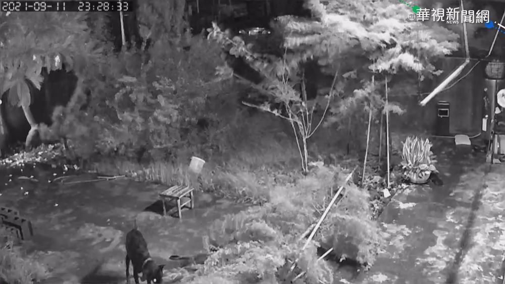 綠島颳11級陣風 台東10年藏柏被吹倒