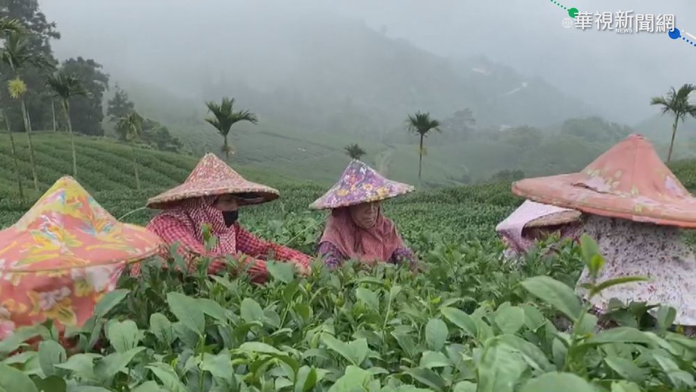 璨樹颱風強襲! 梅山茶農出動搶收秋茶