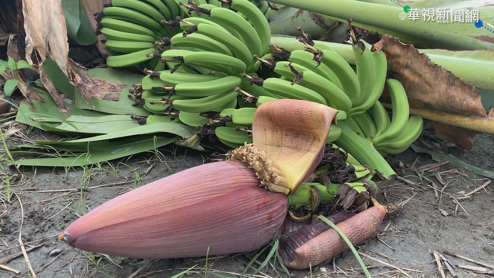 璨樹來襲毀香蕉園 蕉農欲哭無淚