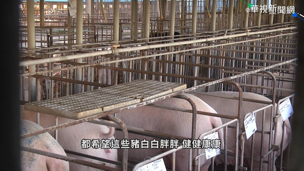 防非洲豬瘟產品 認明台版豬肉標章