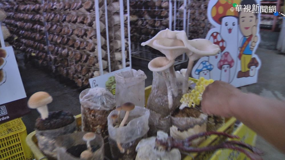 每年湧200萬人 新社花海節首度停辦