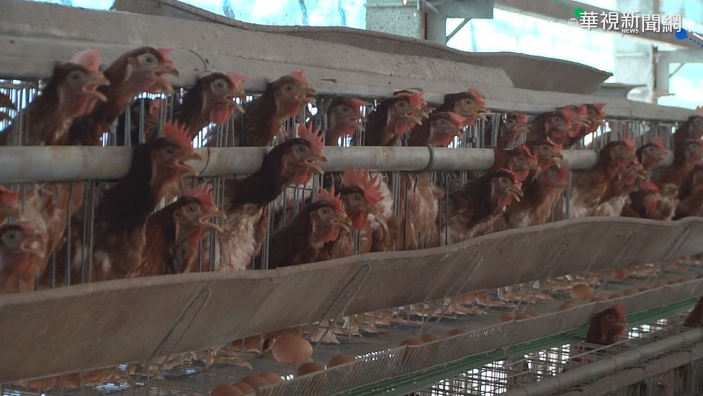 千人村養35萬隻雞 村民陳情:屎味擾人