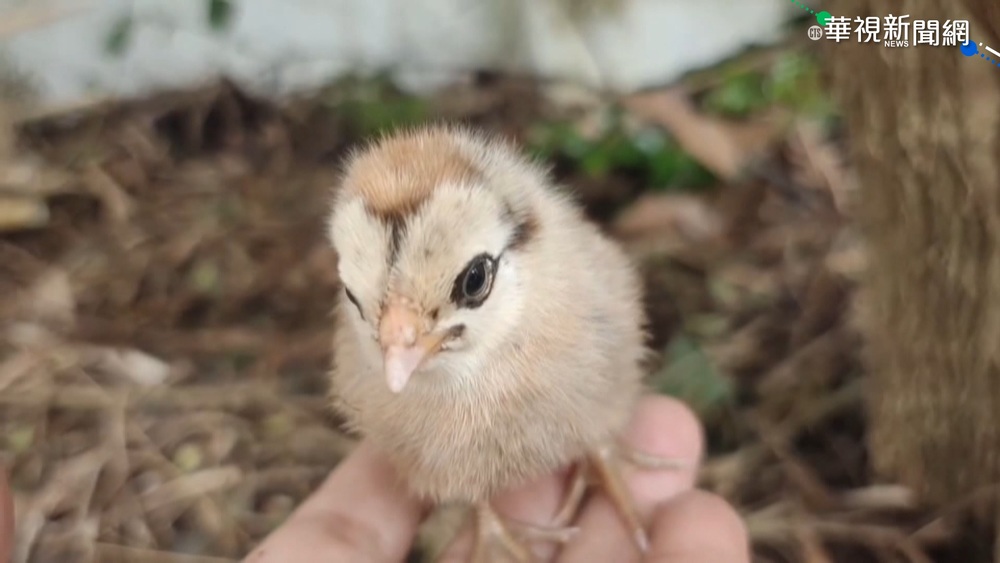 撿到小雞誤認藍腹鷴 專家:是小雞沒錯