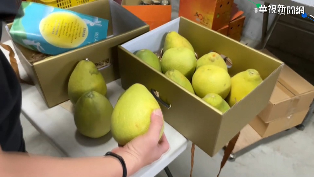 看準文旦商機 香港不肖業者賣假老欉