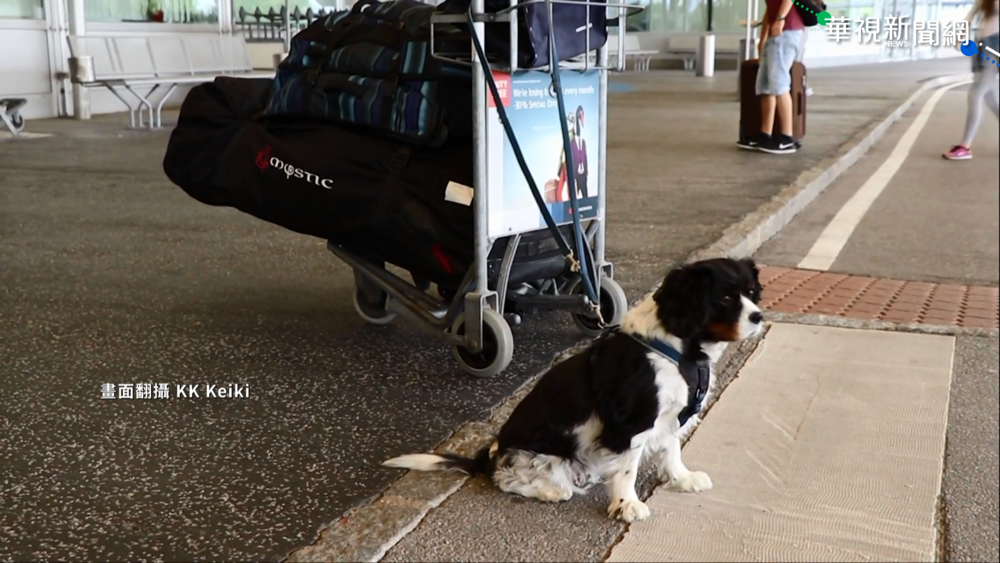 拚營收! 日星悅航空擬開放寵物進客艙