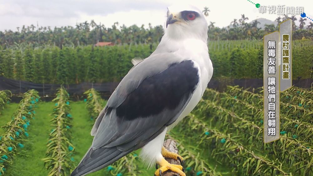 讓牠們自在翱翔天際! 農村推"護鷹"計畫