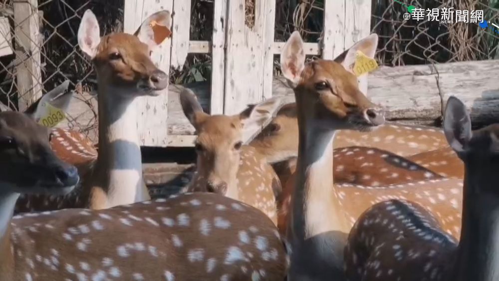 擲骰子贏回一頭鹿? 金門中秋首獎超狂