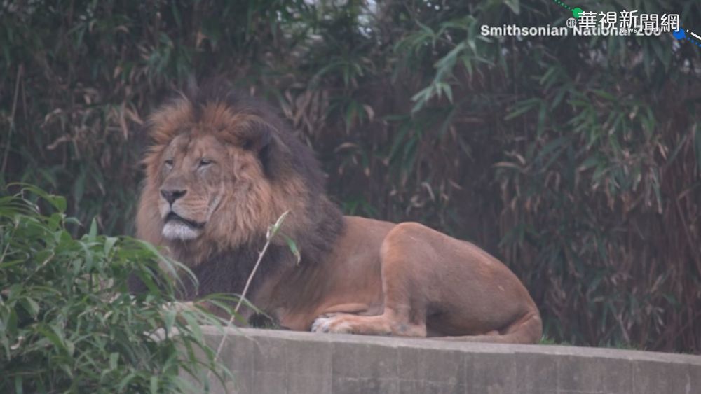 獅虎成病貓! 華府動物園6獅3虎"確診"
