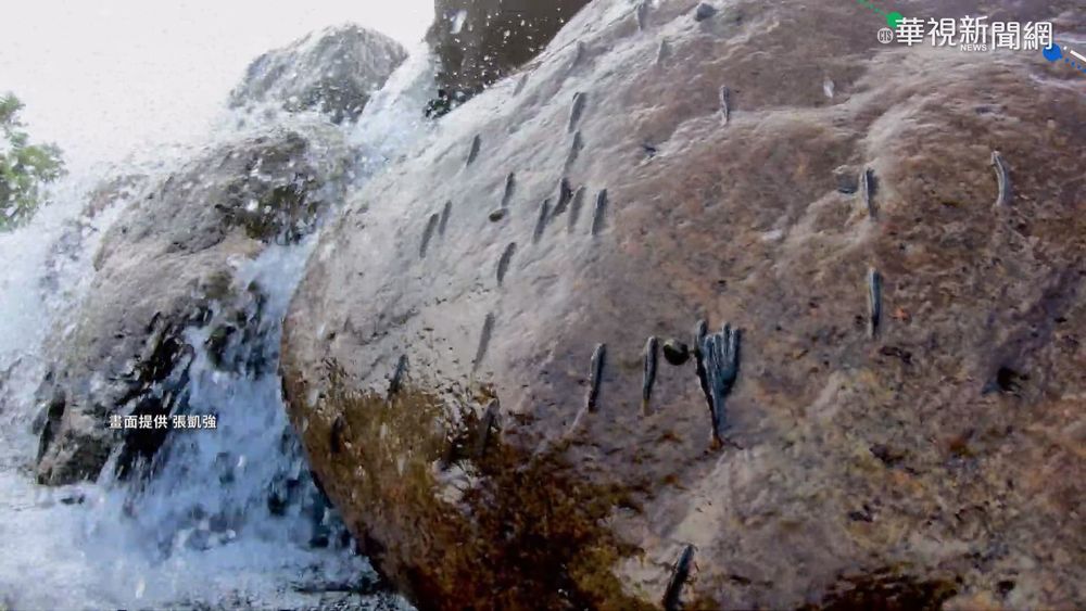 逆溪上溯迴游產卵 日本禿頭鯊拚勁足