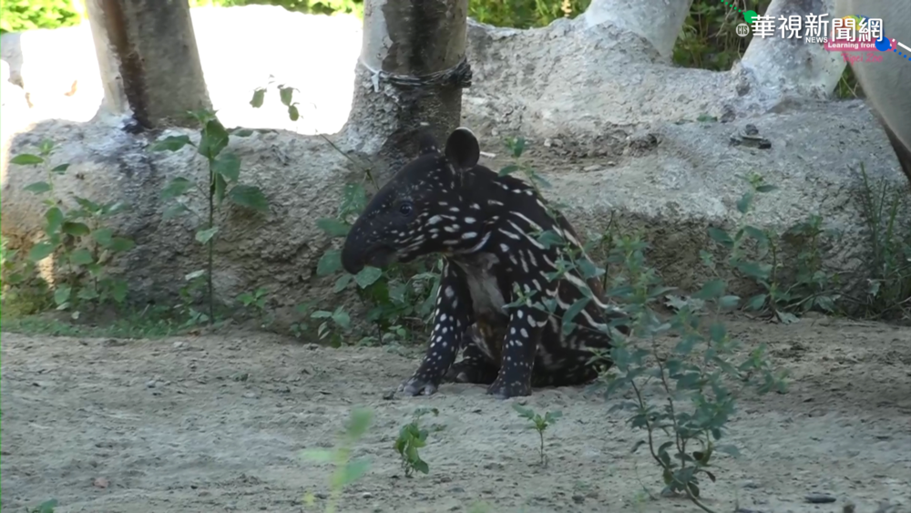 "貘花豆"中秋亮相 緊跟媽媽日光浴