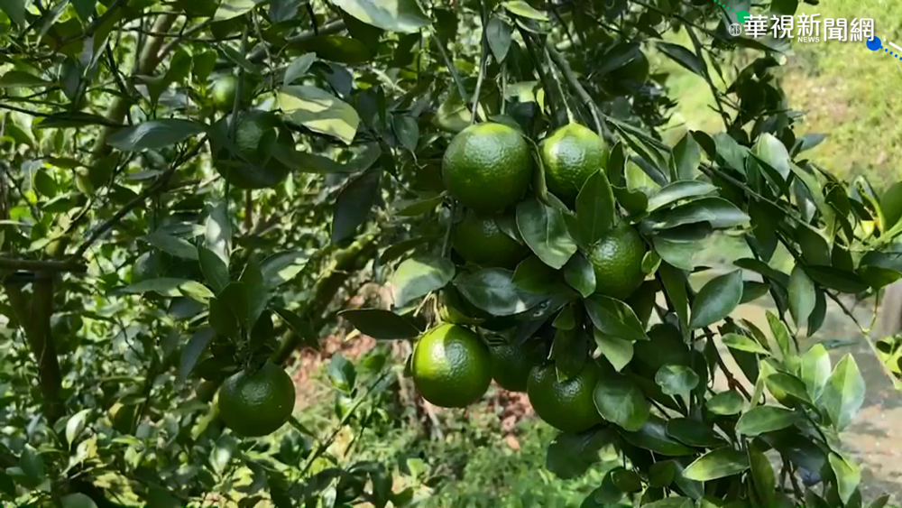 中禁釋迦.蓮霧 蘇揆:不排除向WTO申訴