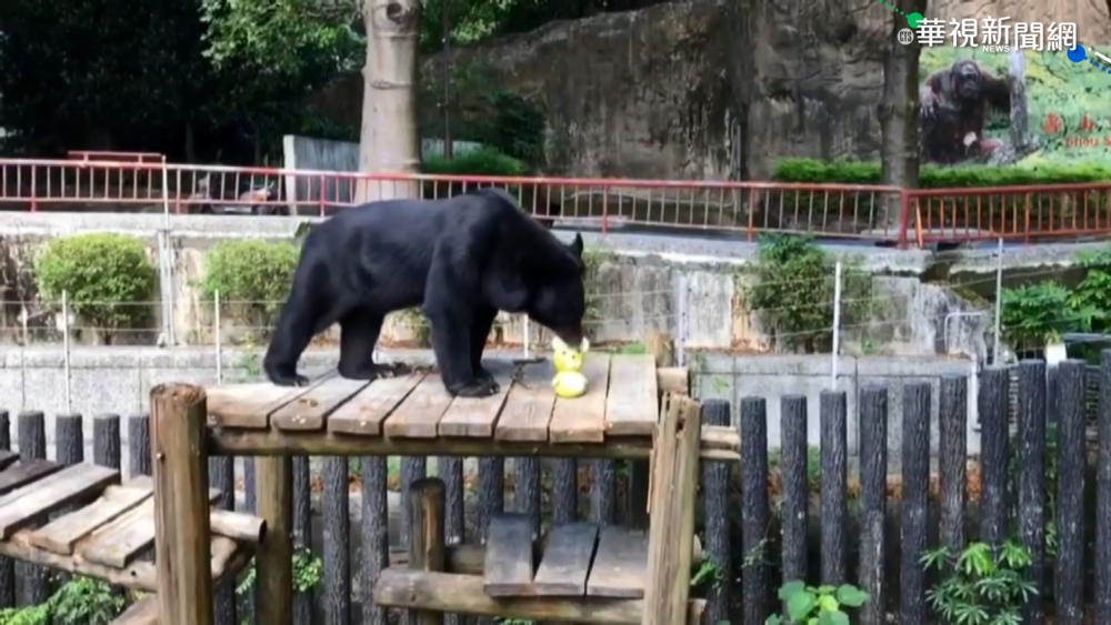 壽山動物園過中秋 嗑柚畫面好療癒!