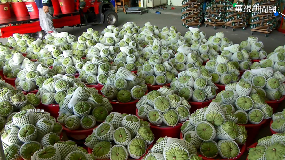 綁農遊券?台東縣長喊發釋迦券救果農