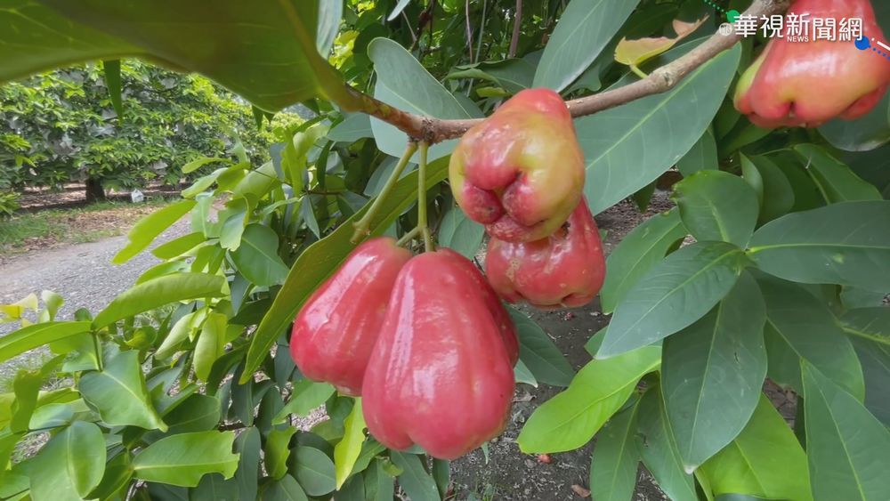 台人挺果農度難關! 六龜蓮霧搶爆了