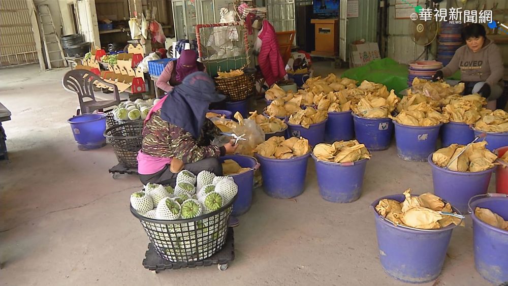 台釋迦盛產期剩3個月 農委會:協助外銷