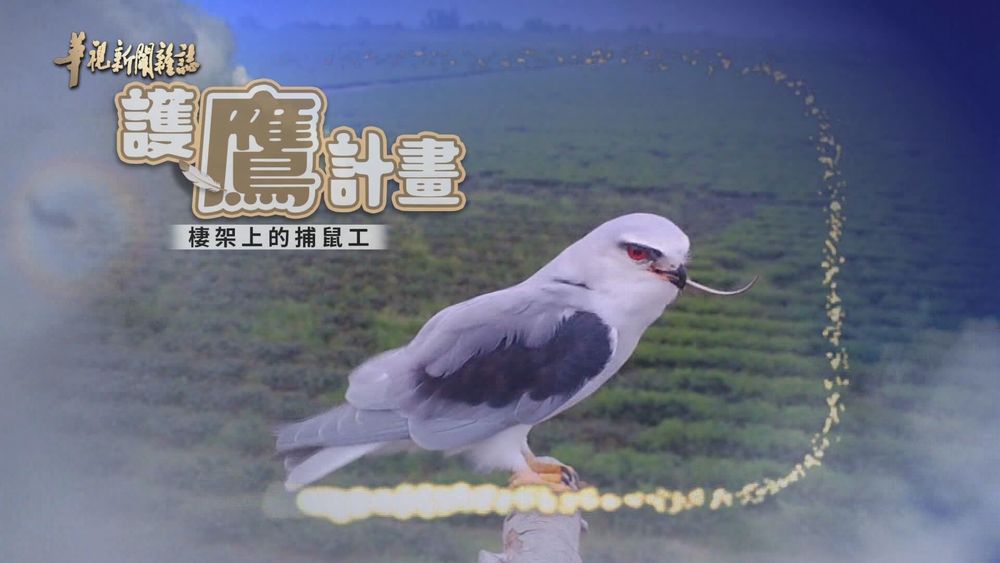 無毒友善 讓牠們自在翱翔｜農村護鷹計畫｜華視新聞雜誌