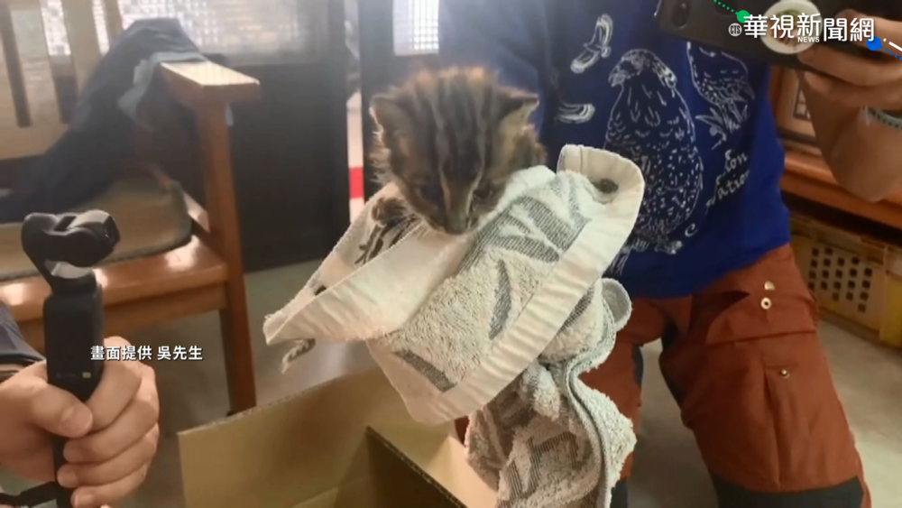 救"落水小貓"帶回家 一查竟是石虎