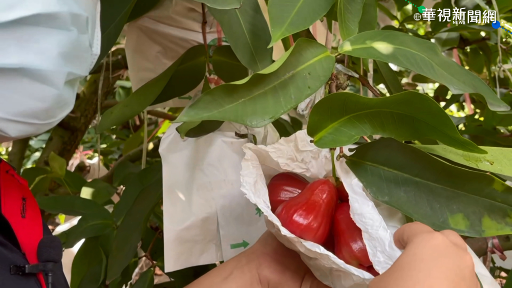 救釋迦.蓮霧! 農委會"預購平台"催內需