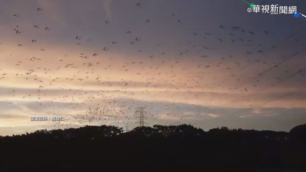 燕子群聚阿蓮市區 居民:排泄物清不完