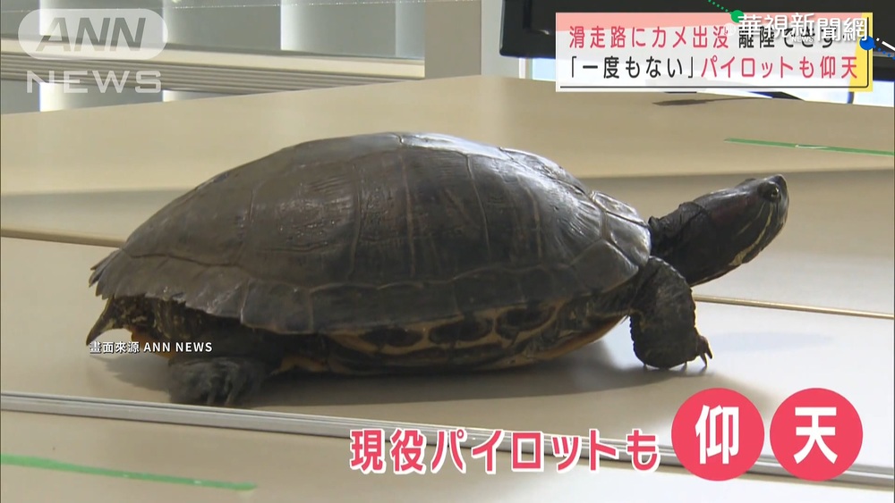 成田機場"稀客"現蹤 烏龜"悠遊"跑道