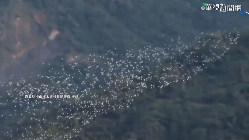 秋季限定!梅山｢萬鷺朝鳳｣ 5萬隻壯觀盤旋