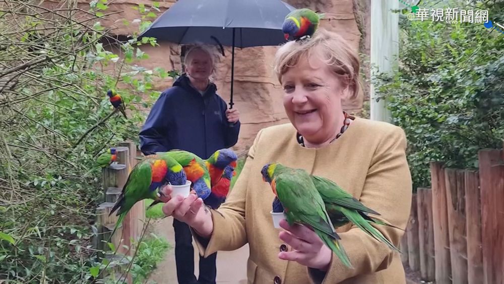 即將卸任德總理 梅克爾輕鬆餵鳥