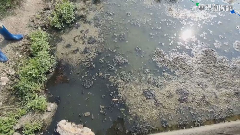 嘉義知名滷味工廠 爆排廢水污染農田