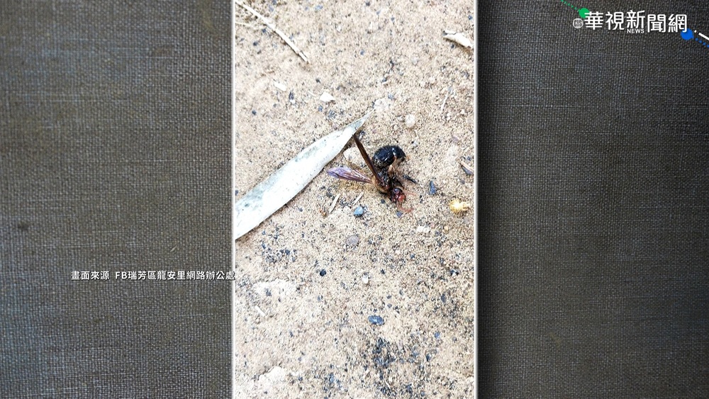 虎頭蜂螫人1死3傷 三貂嶺步道封1週