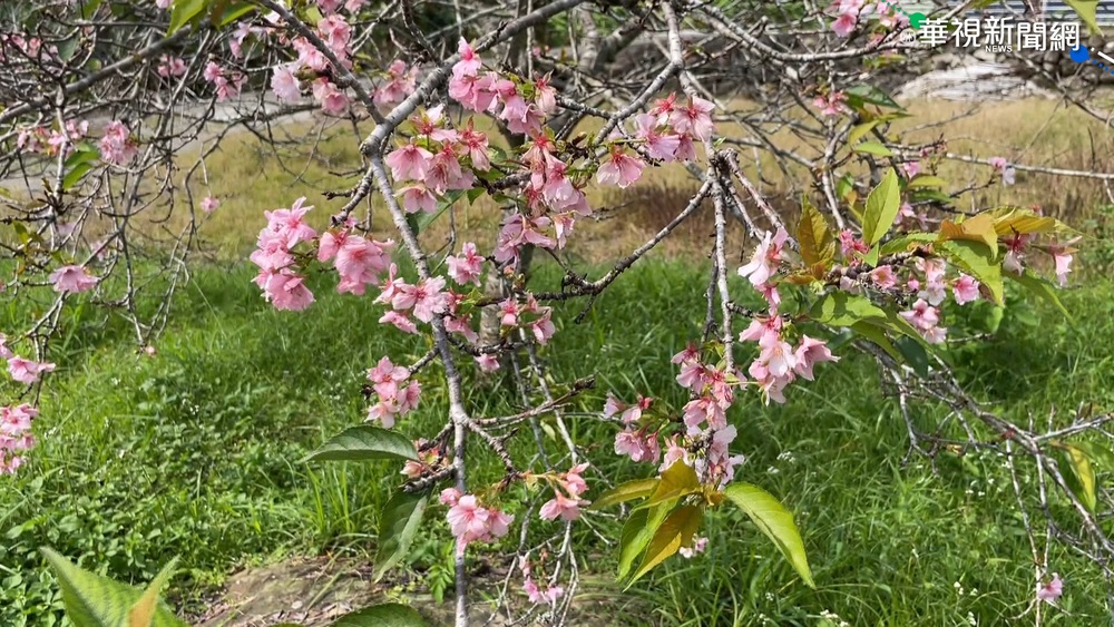越熱越開花?! 鹿谷小半天櫻花又盛開