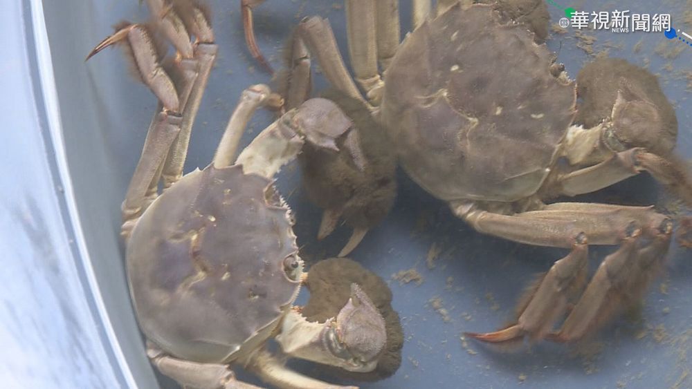 大閘蟹產季防盜 科技.人力雙管齊下