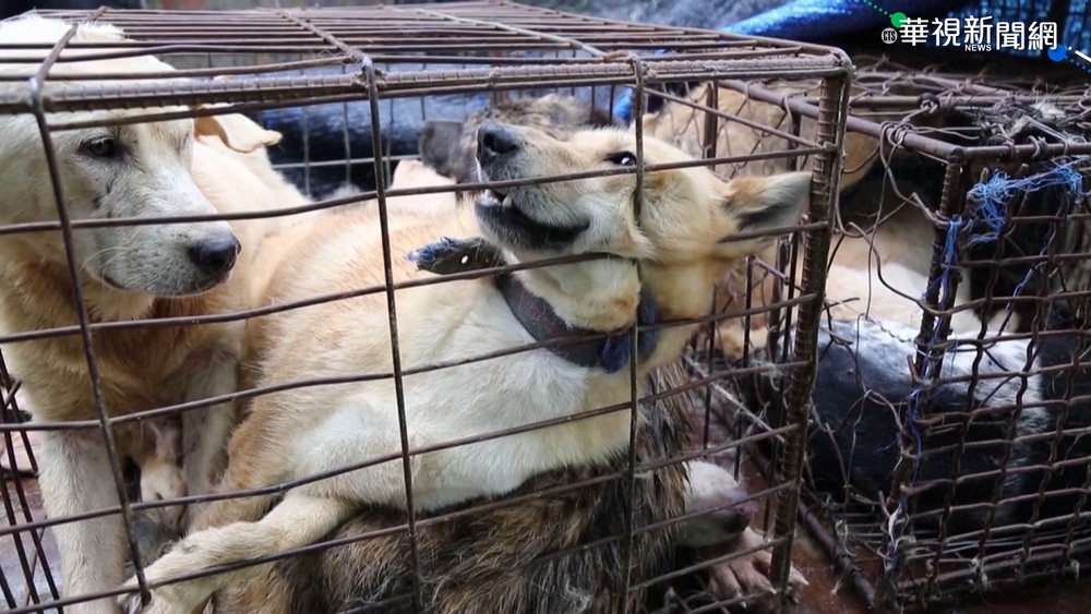 動保意識抬頭! 南韓總統擬禁吃狗肉