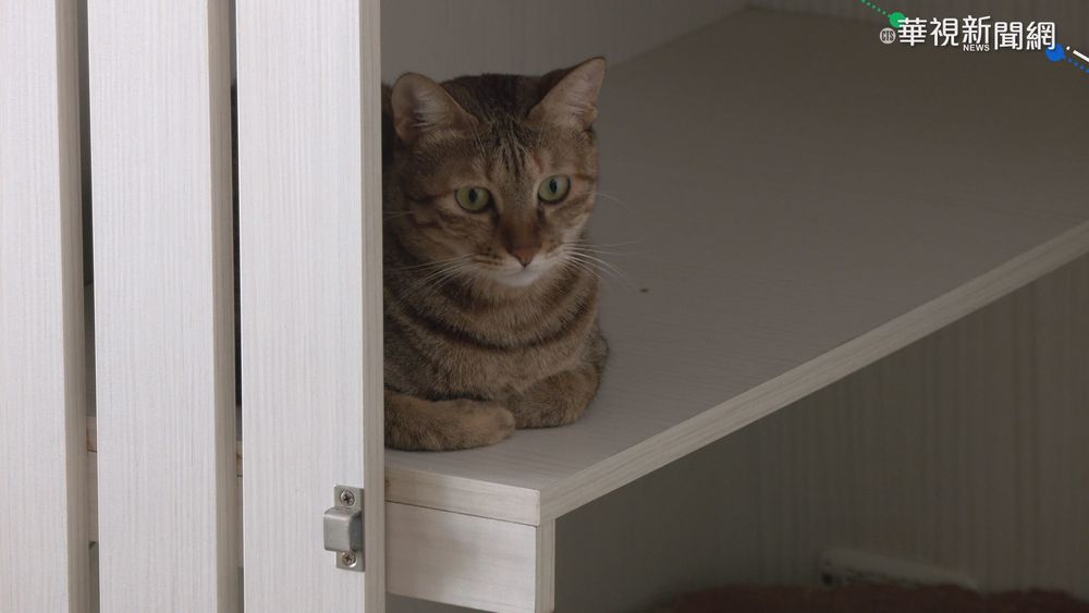 154隻走私貓被安樂死 掀台灣動保法漏洞