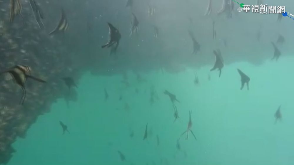 澎湖碼頭"類保護區"成立 放流萬尾魚苗