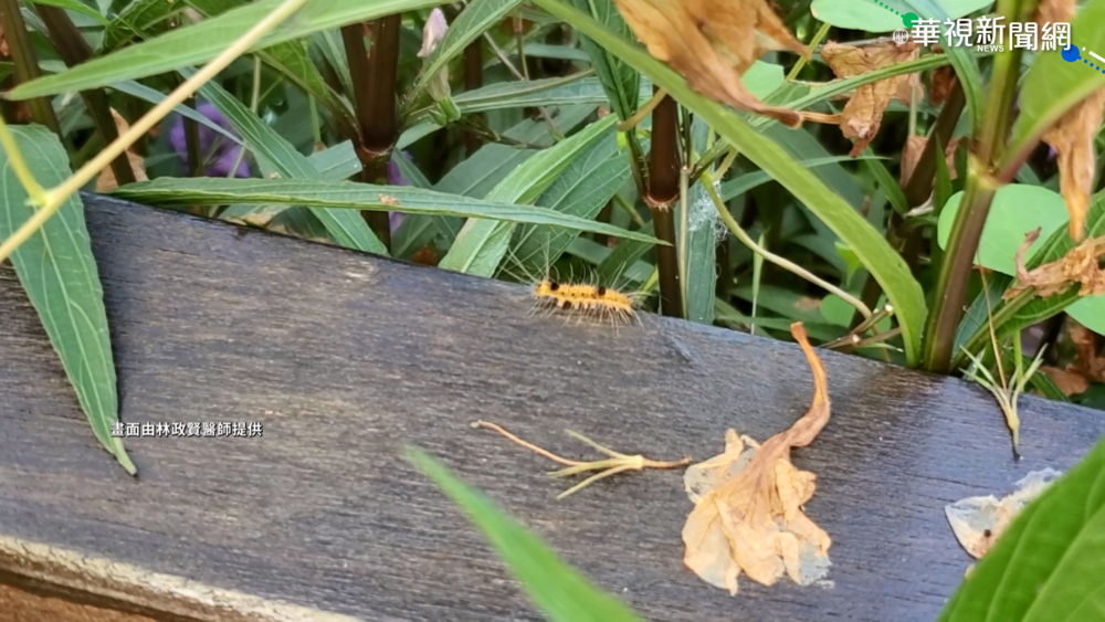 毛毛蟲皮膚炎好發期 每月平均逾10起
