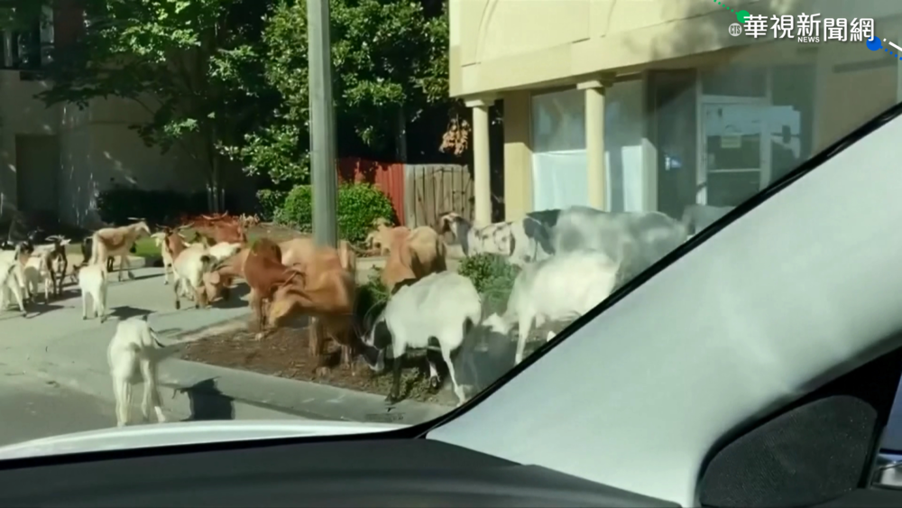 除草山羊逃脫"翹班" 集體閒晃逛大街