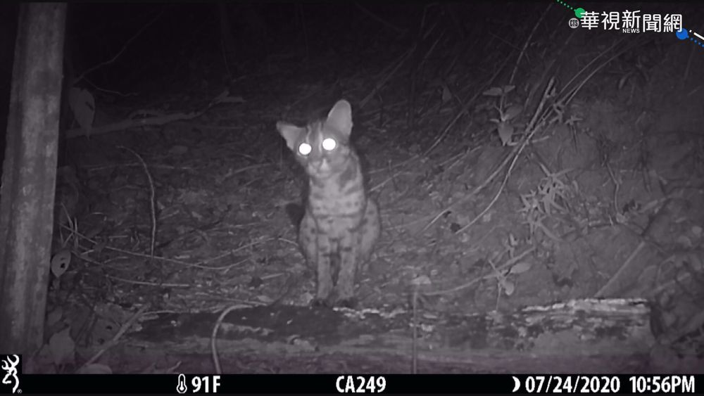人虎共生!居民自組巡守隊 護石虎棲地