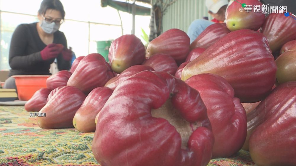 中禁台水果 農委會規劃3箭保障農民