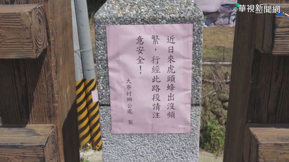 秋天虎頭蜂攻擊性強 苗5蜂螫案"1死"