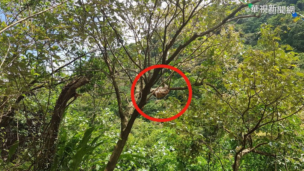 虎頭蜂螫傷5人 大粗坑觀光步道封閉