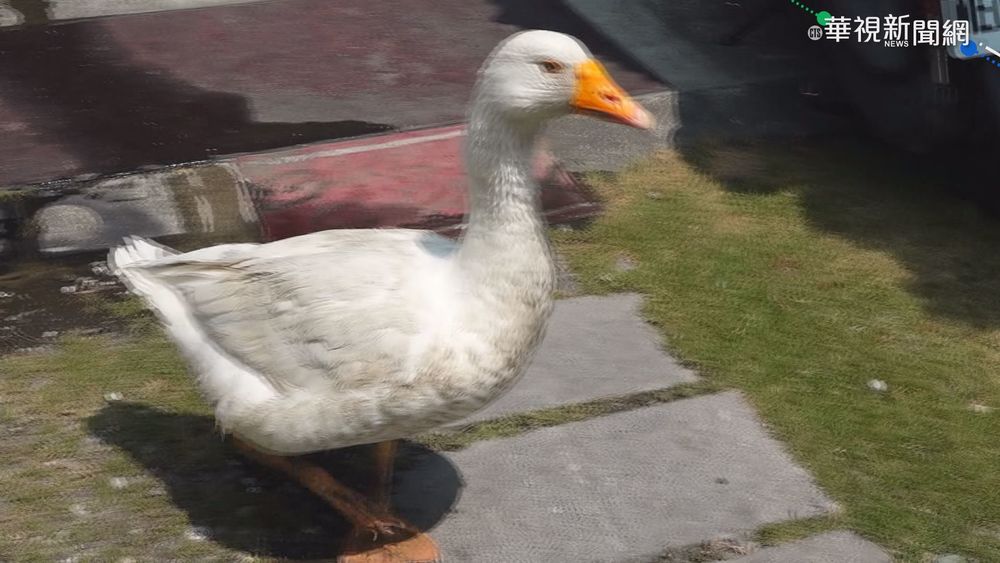 雲林西螺"家有惡鵝" 門口顧家亂啄路人
