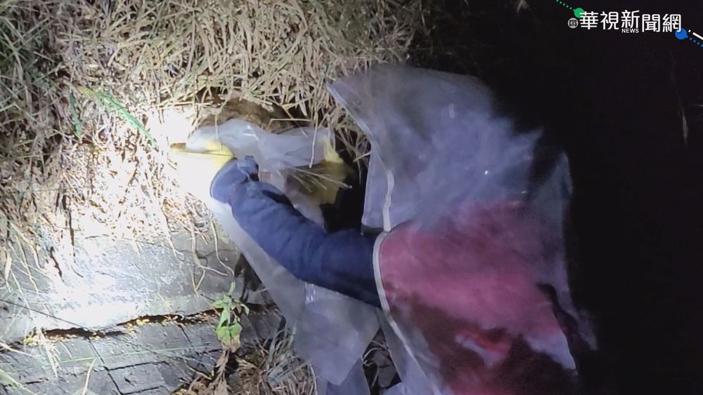 北投中正山停車場虎頭蜂出沒 螫傷17人