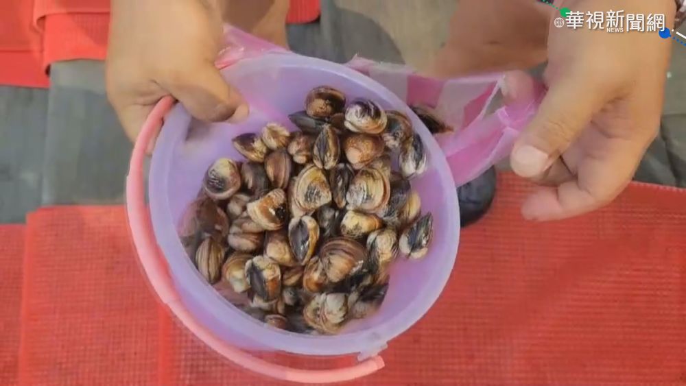 ''摸蛤仔兼洗褲" 七股摸文蛤新奇體驗