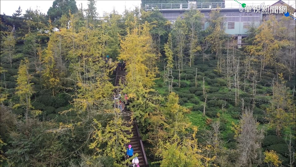 秋季限定 南投大崙山黃金森林 超浪漫